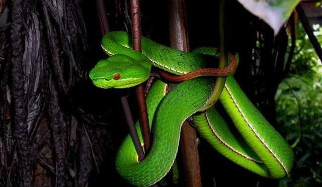农村人经常提的青竹蛇是什么蛇(山上青竹蛇是毒蛇吗)